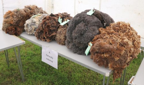Sheep Wool Fleece's