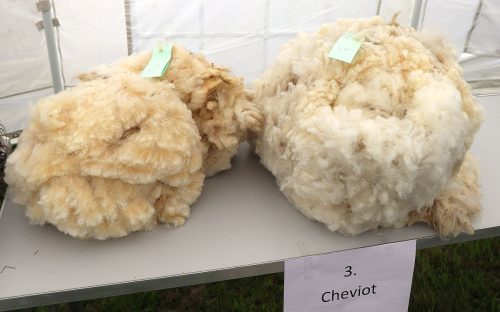 Sheep Wool Fleece's