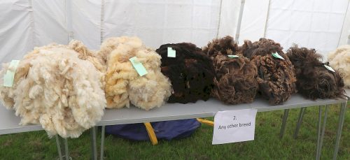 Sheep Wool Fleece's