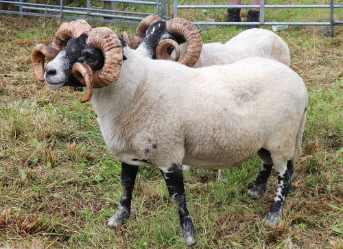 Sheep Competition