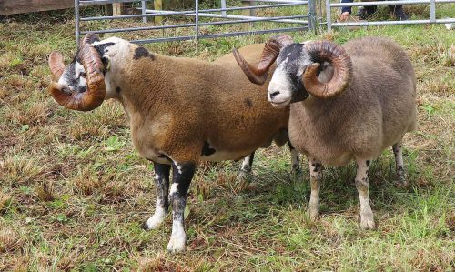 Sheep Competition
