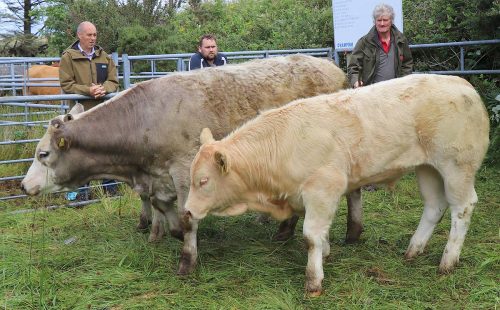 Cattle Competition