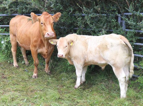 Cattle Competition