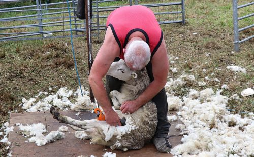 Sheep shearing demonstration