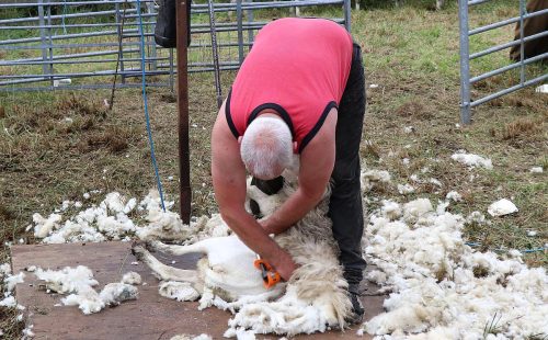 Sheep shearing demonstration