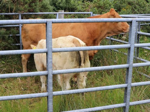 Cattle Classes
