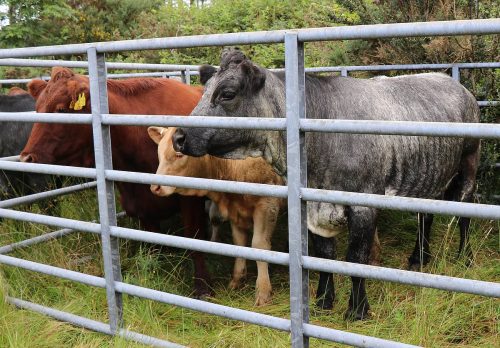 Cattle Classes