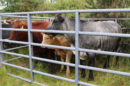 Cattle Classes