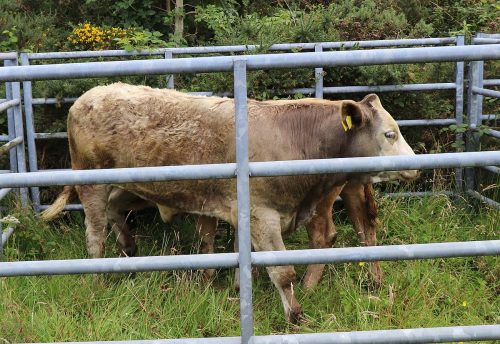 Cattle Classes
