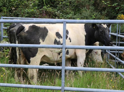 Cattle Classes