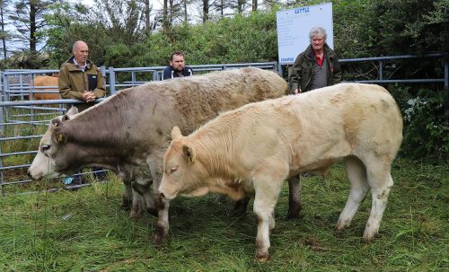 Cattle Classes