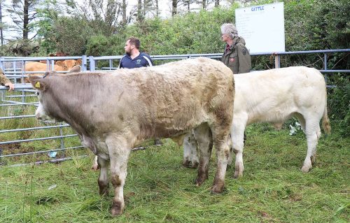 Cattle Classes