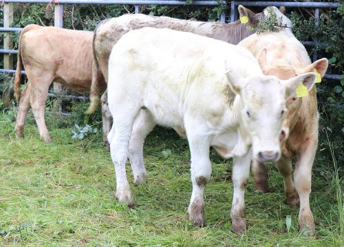 Cattle Classes