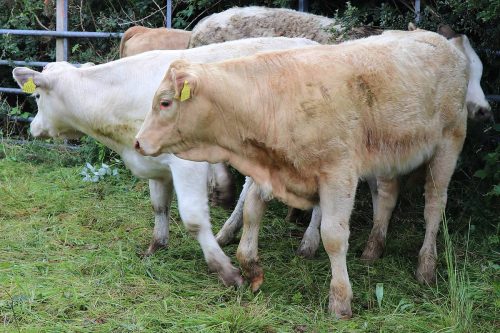 Cattle Classes