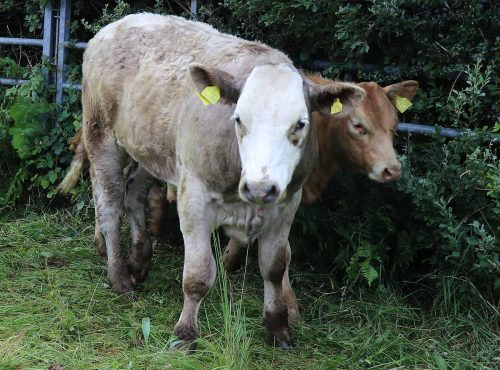 Cattle Classes