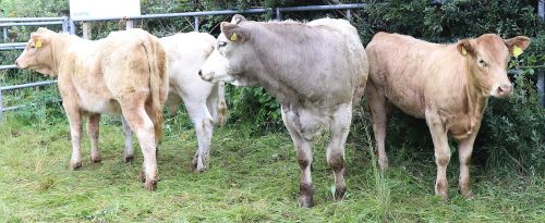 Cattle Classes