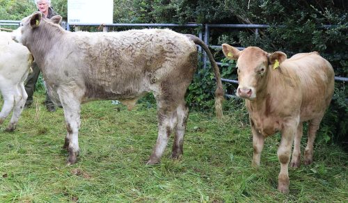 Cattle Classes
