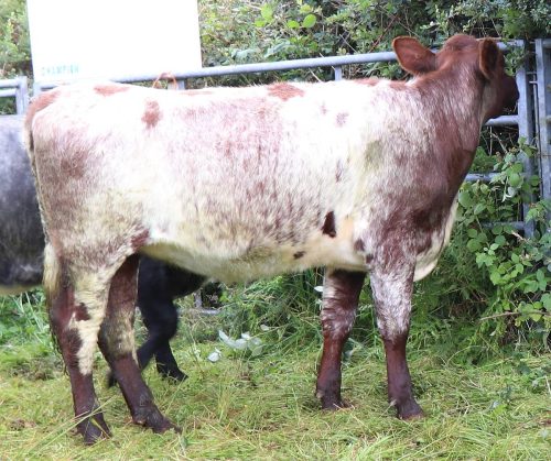 Cattle Classes