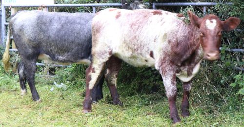 Cattle Classes