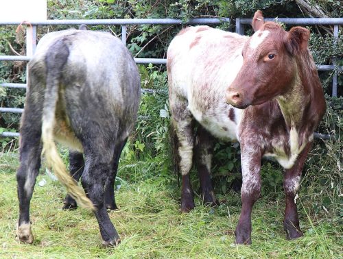 Cattle Classes