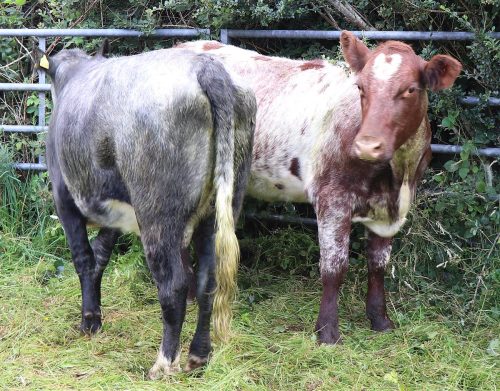 Cattle Classes