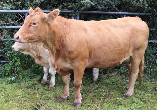 Cattle Classes