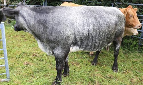 Cattle Classes