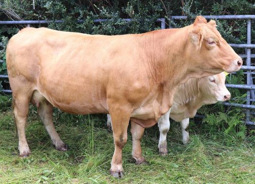 Cattle Classes