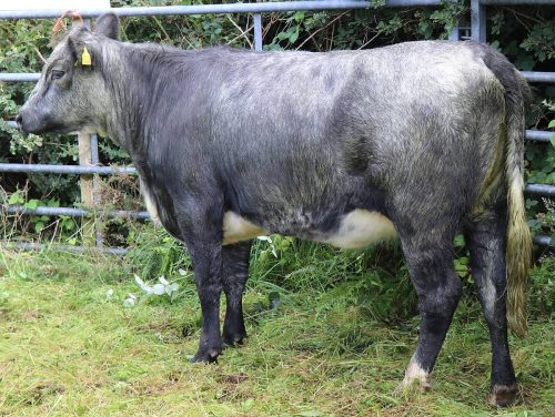 Cattle Classes