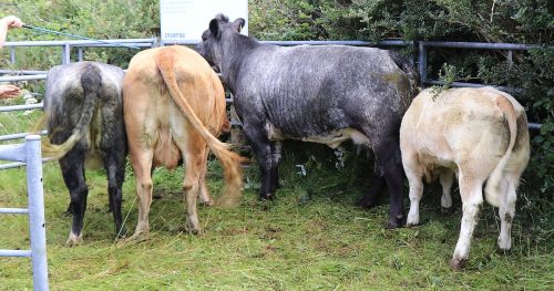 Cattle Classes