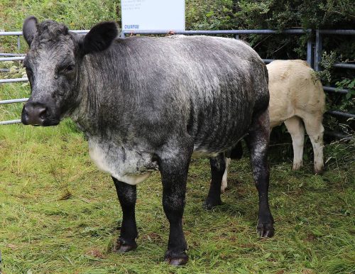Cattle Classes