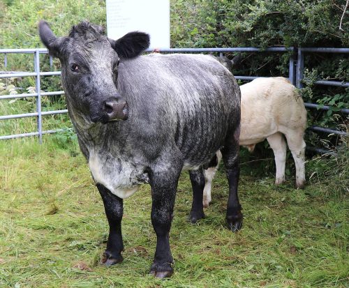 Cattle Classes