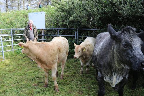 Cattle Classes