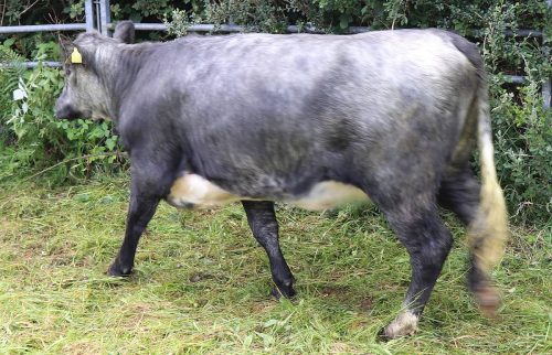 Cattle Classes
