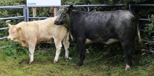 Cattle Classes