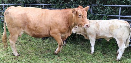Cattle Classes