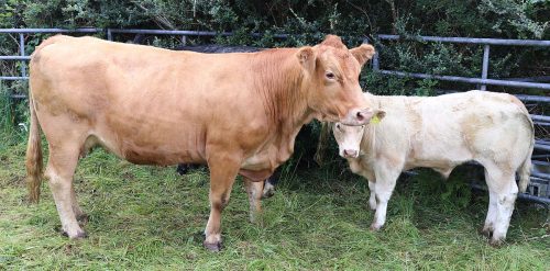 Cattle Classes