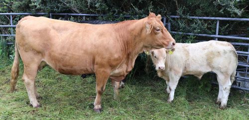 Cattle Classes