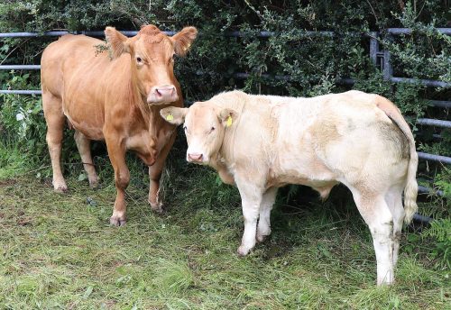 Cattle Classes