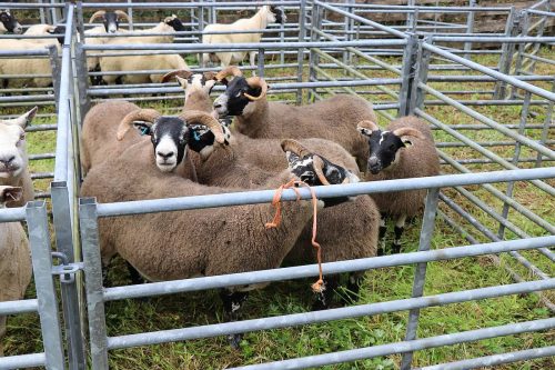 Sheep Classes