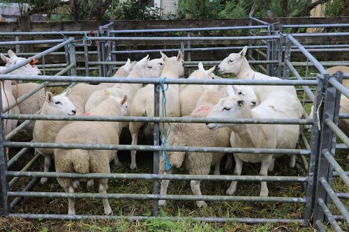 Sheep Classes