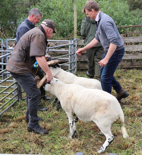 Sheep Classes