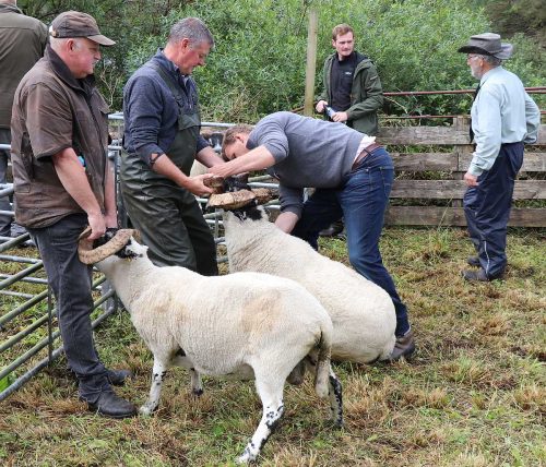 Sheep Classes