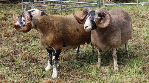 Sheep Classes