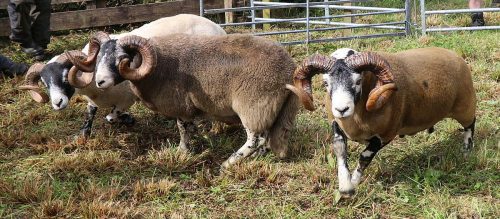 Sheep Classes
