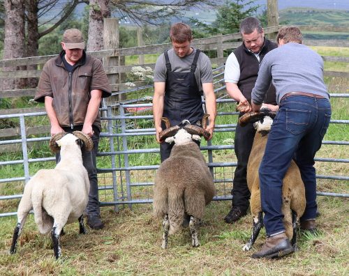 Sheep Classes