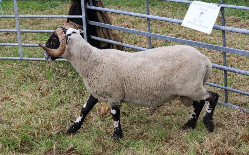 Sheep Classes