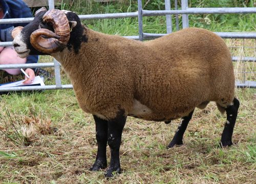 Sheep Classes