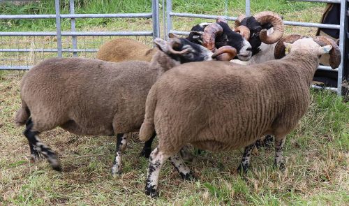 Sheep Classes