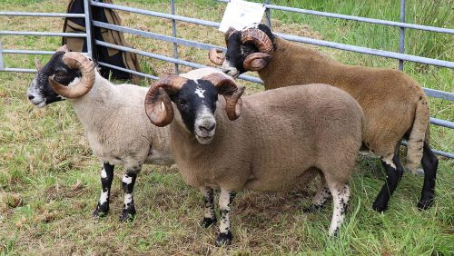Sheep Classes
